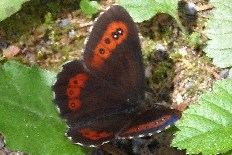 Nyctobia limitata - Großer Mohrenfalter (Weißbindiger-Mohrenfalter, Weißband-Mohrenfalter)